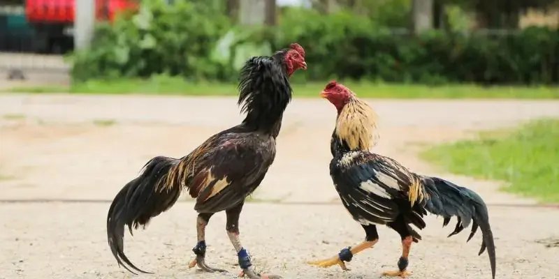 Bí quyết thắng lớn khi chơi đá gà cùng nhà cái