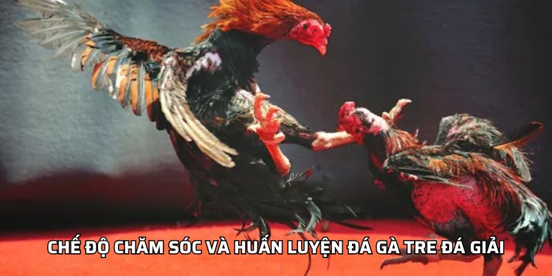 Chế độ chăm sóc và huấn luyện đá gà tre đá giải