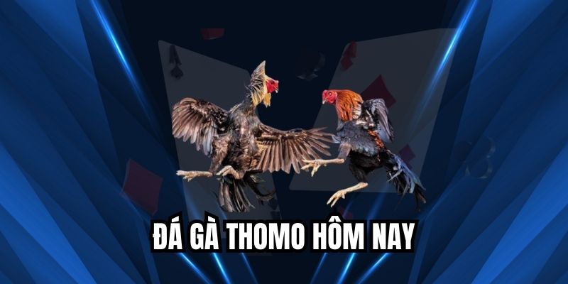 Đá gà thomo hôm nay