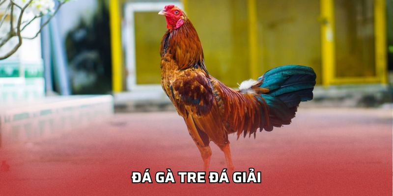 Đá gà tre đá giải